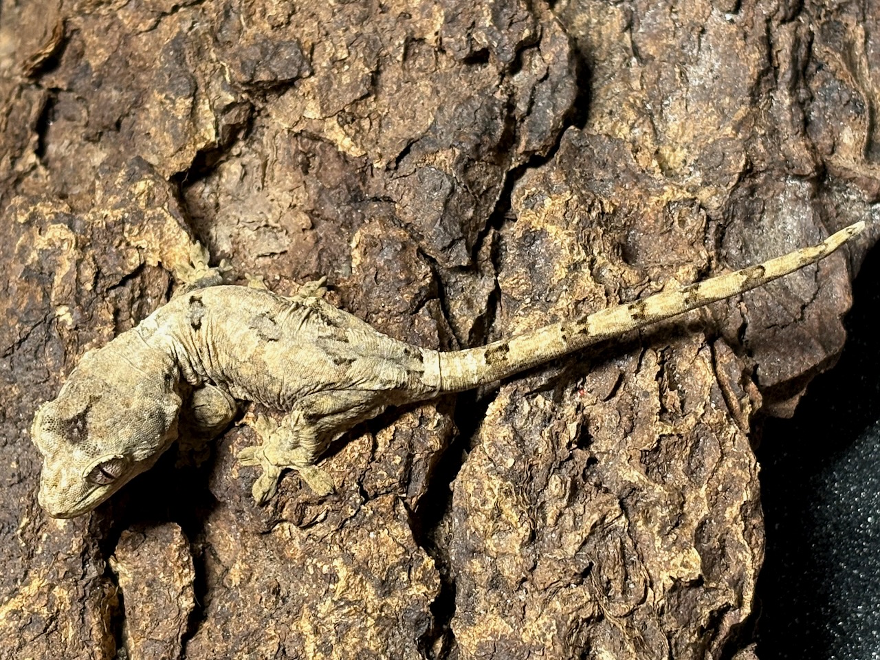 New Caledonian mossy gecko, Mniarogekko chahoua