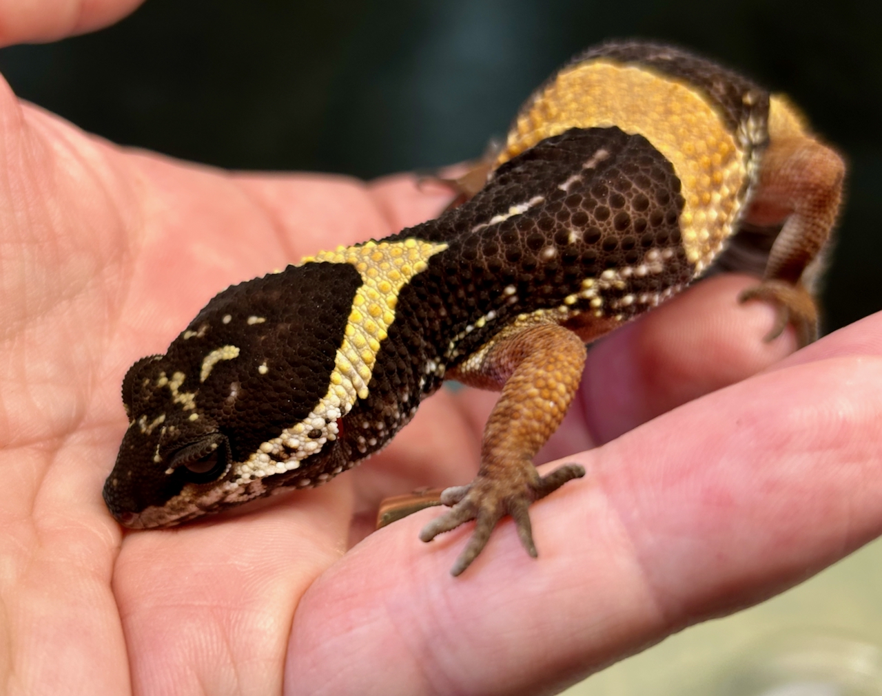 East Indian leopard gecko, Eublepharis hardwickii