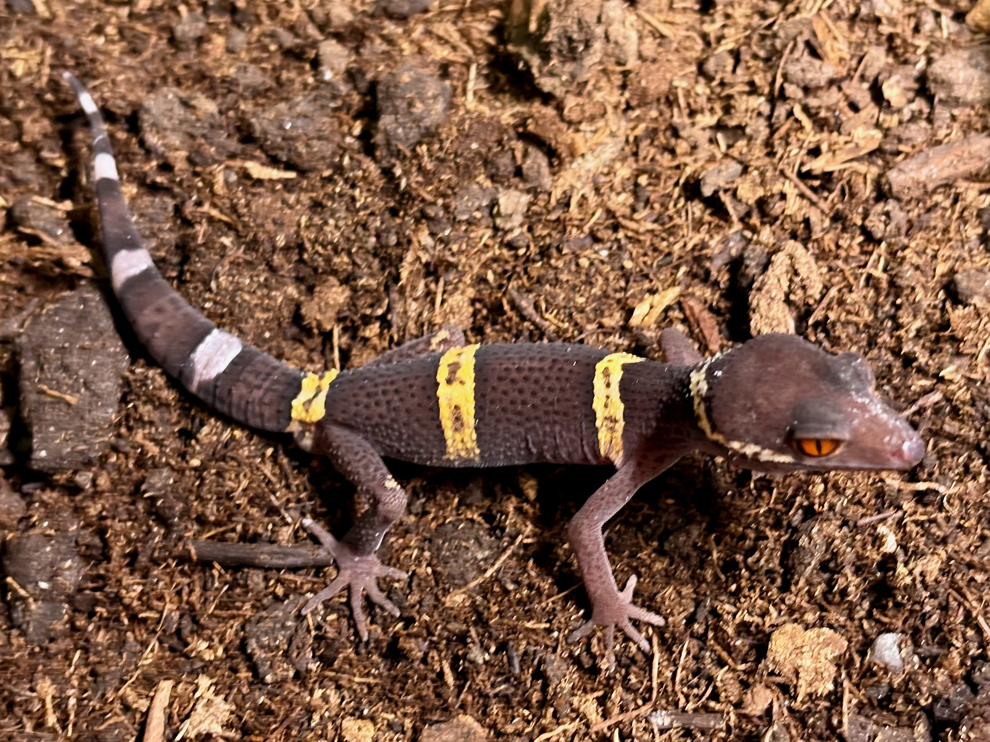 Chinese cave gecko, Goniurosaurus hainanensis