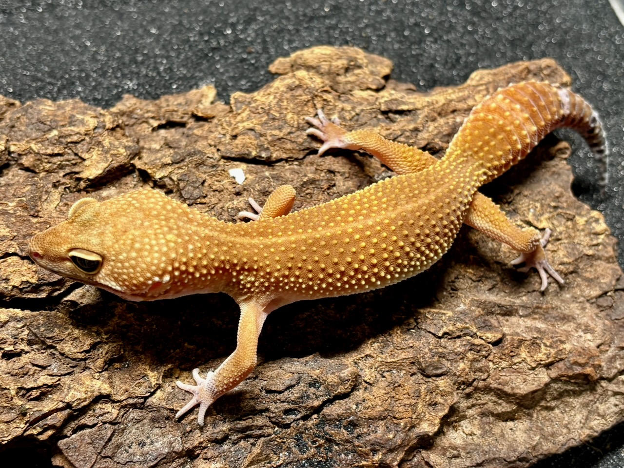 Blood Mandarin x black night Mandarin leopard gecko, Eublepharis macularius