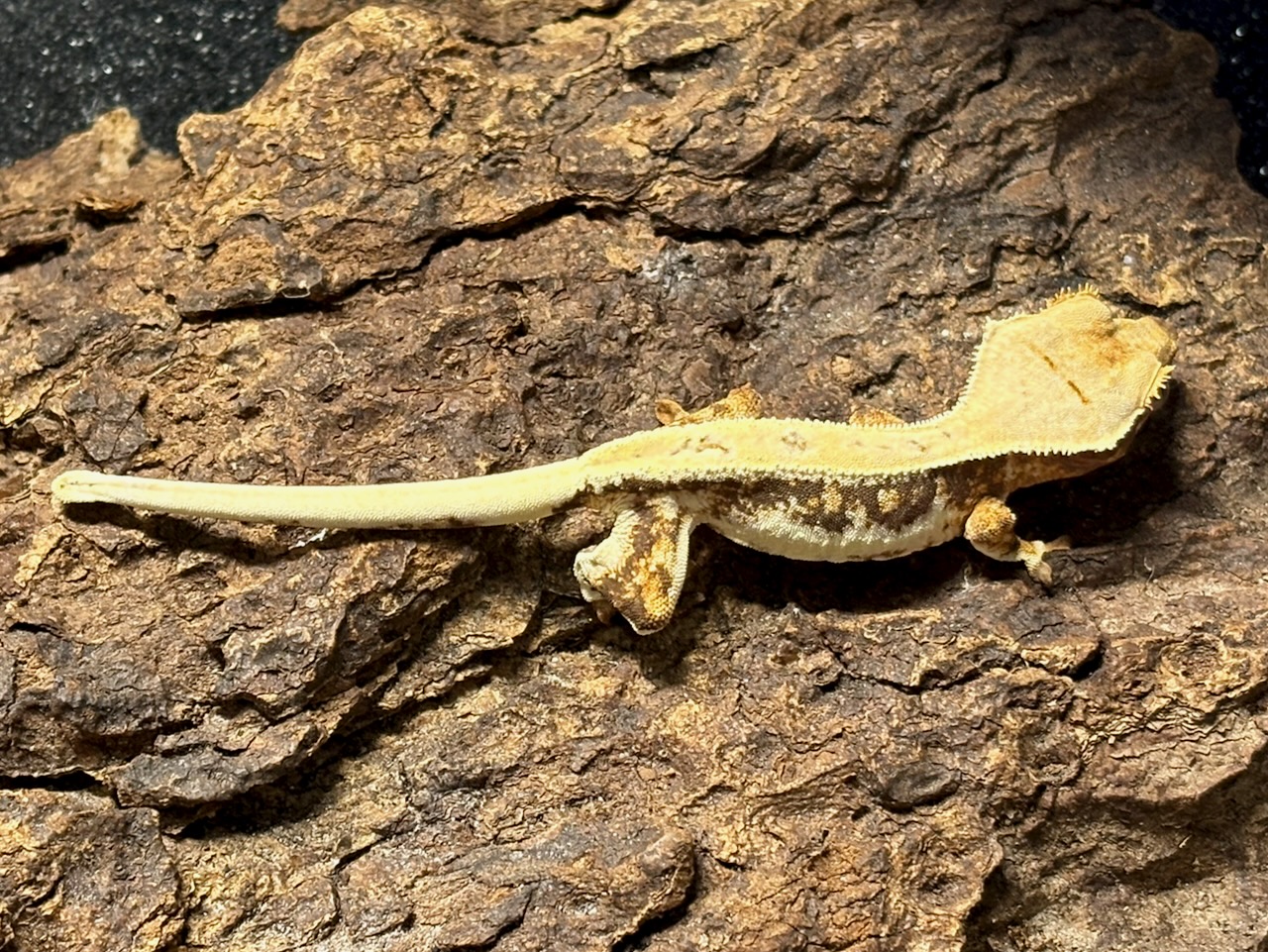 Crested gecko, Correlophus ciliatus