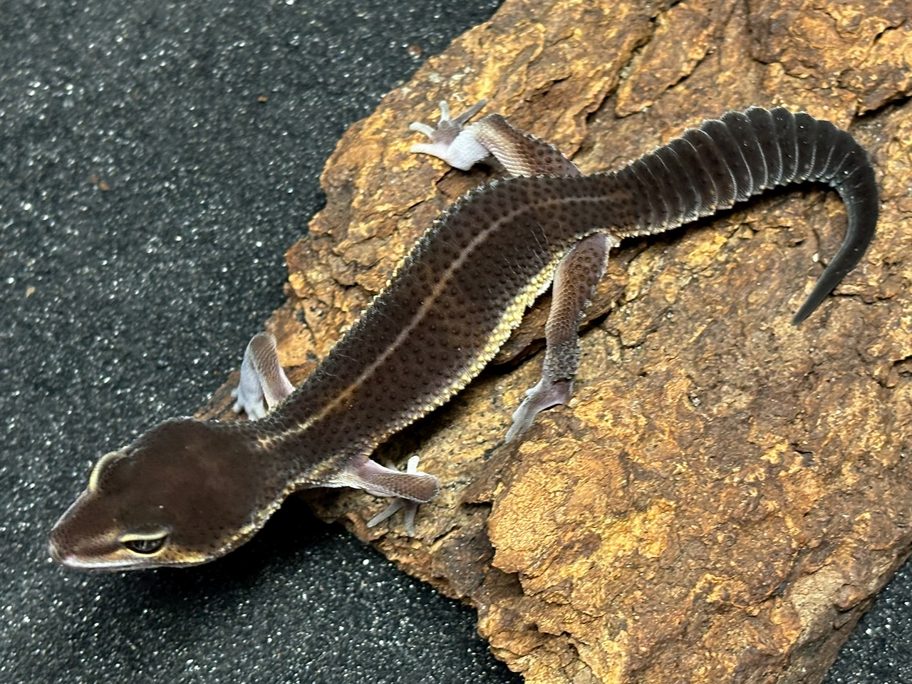 Black night x black night/Mandarin leopard gecko, Eublepharis macularius