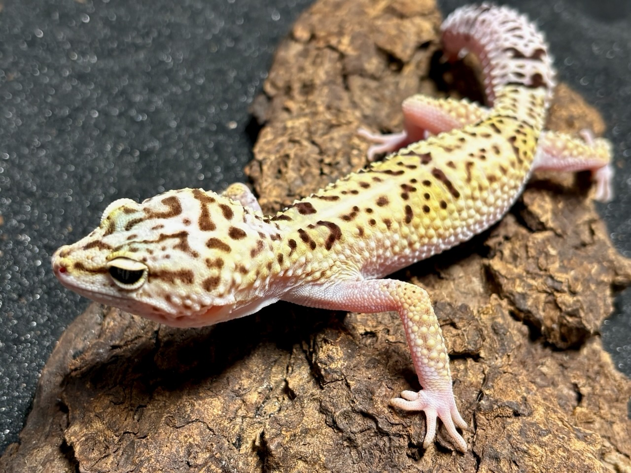 Iranian fat-tailed gecko, Ilam, Eublepharis angramainyu