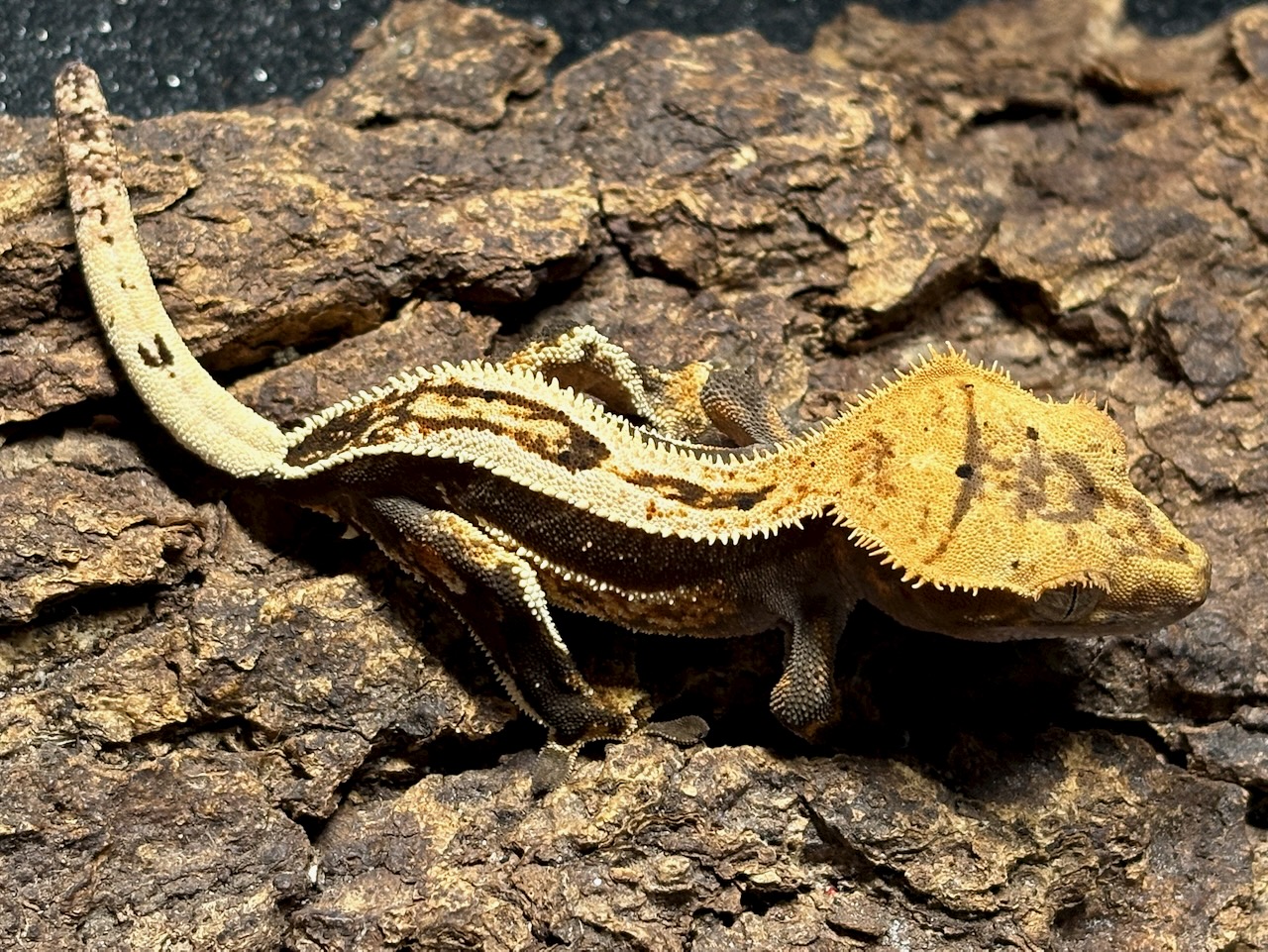 Crested gecko, Correlophus ciliatus