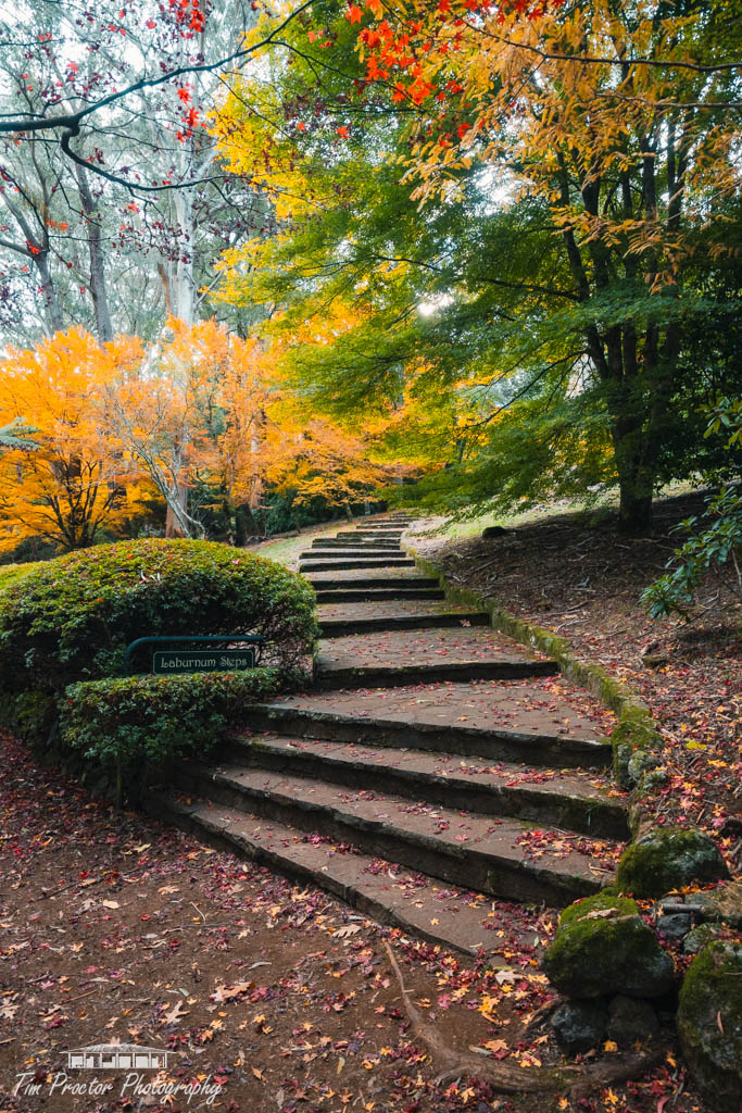 Laburnum stairs during autumn