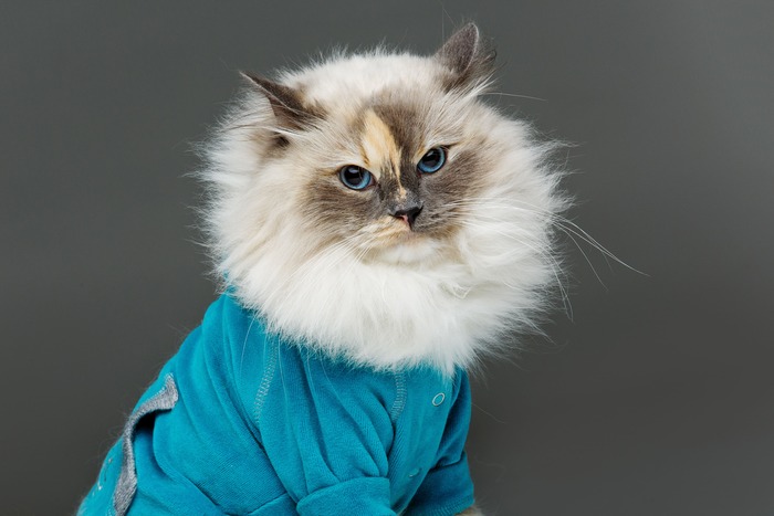 Chamarra azul con peluche