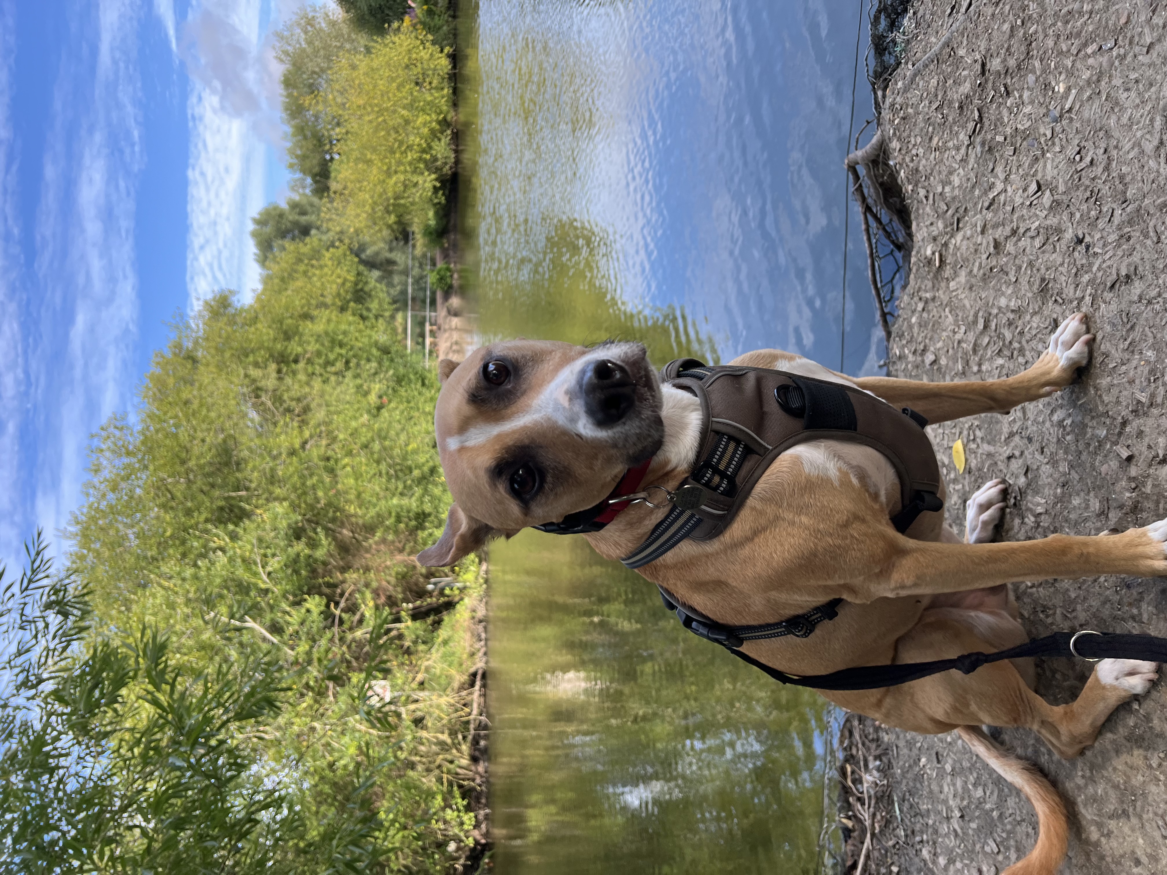 Solo Dog Walk