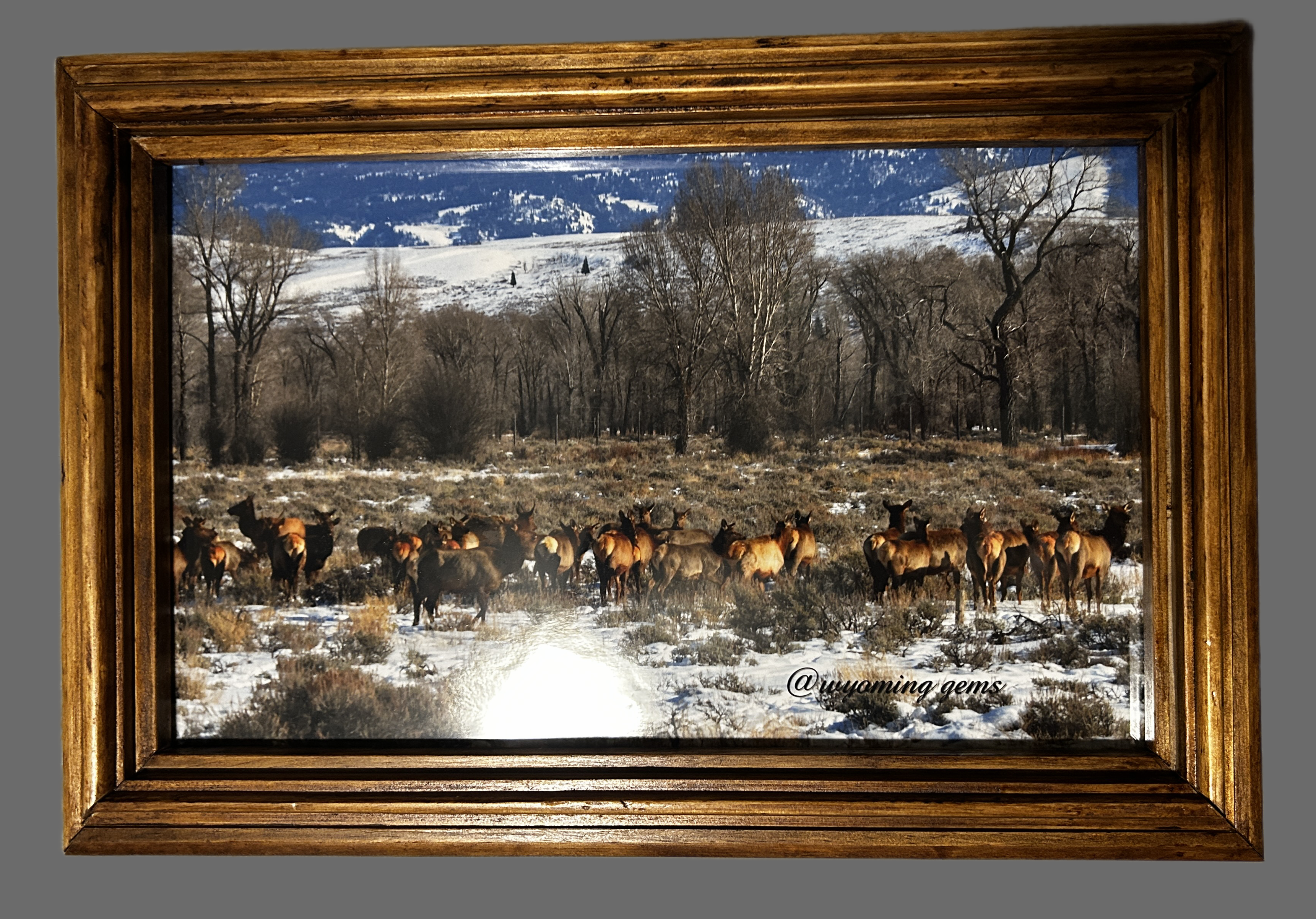 Framed Elk Landscape Photography