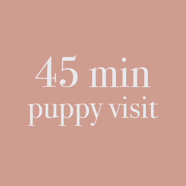 Puppy Socialization & Potty Break