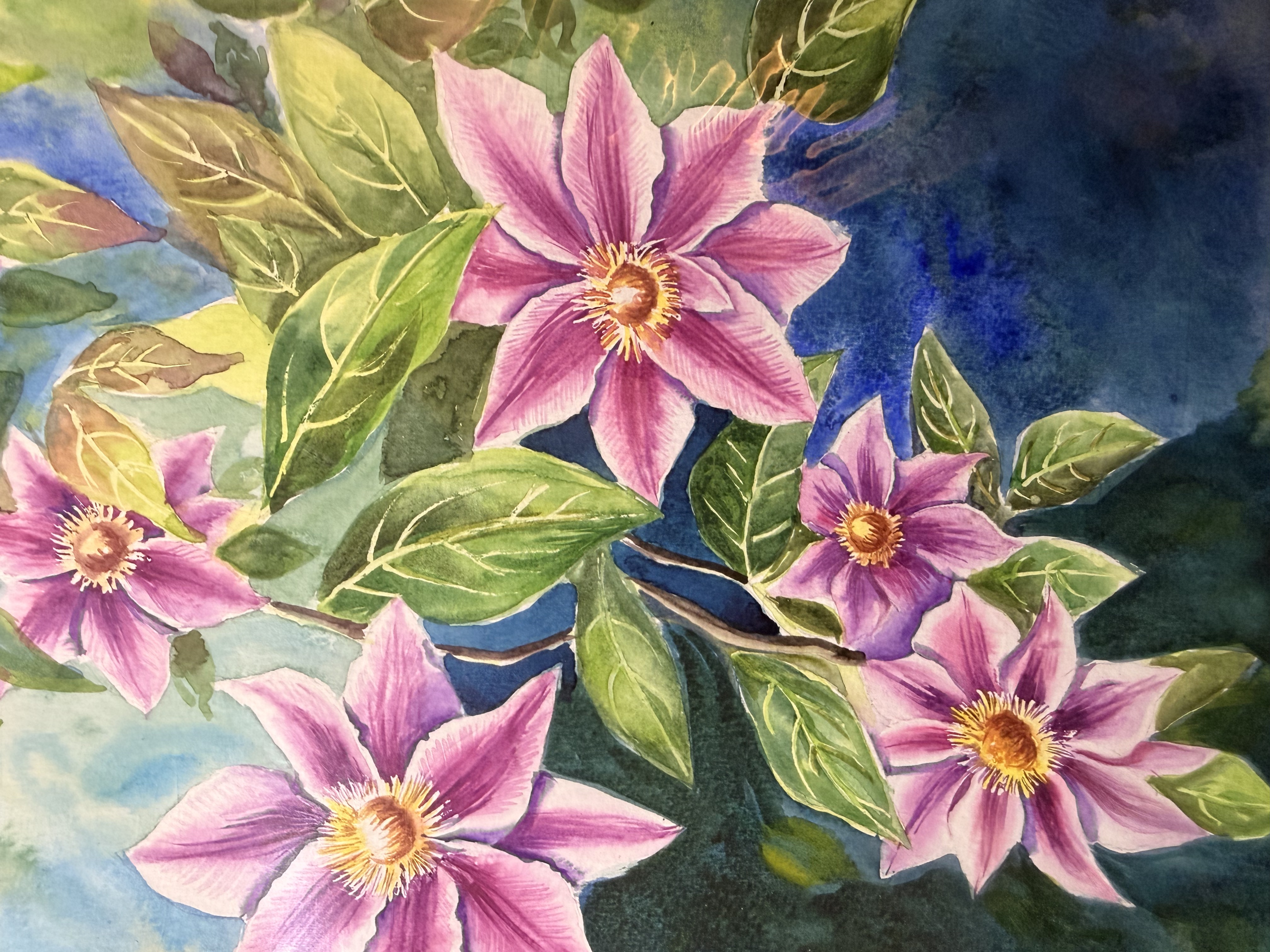 Clematis