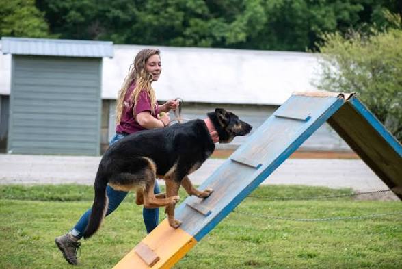 4-6 Week Board & Train 