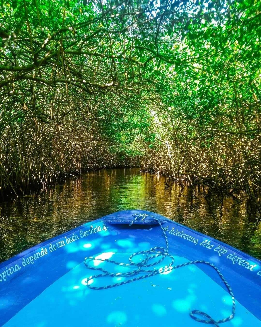 Manglares Jungle