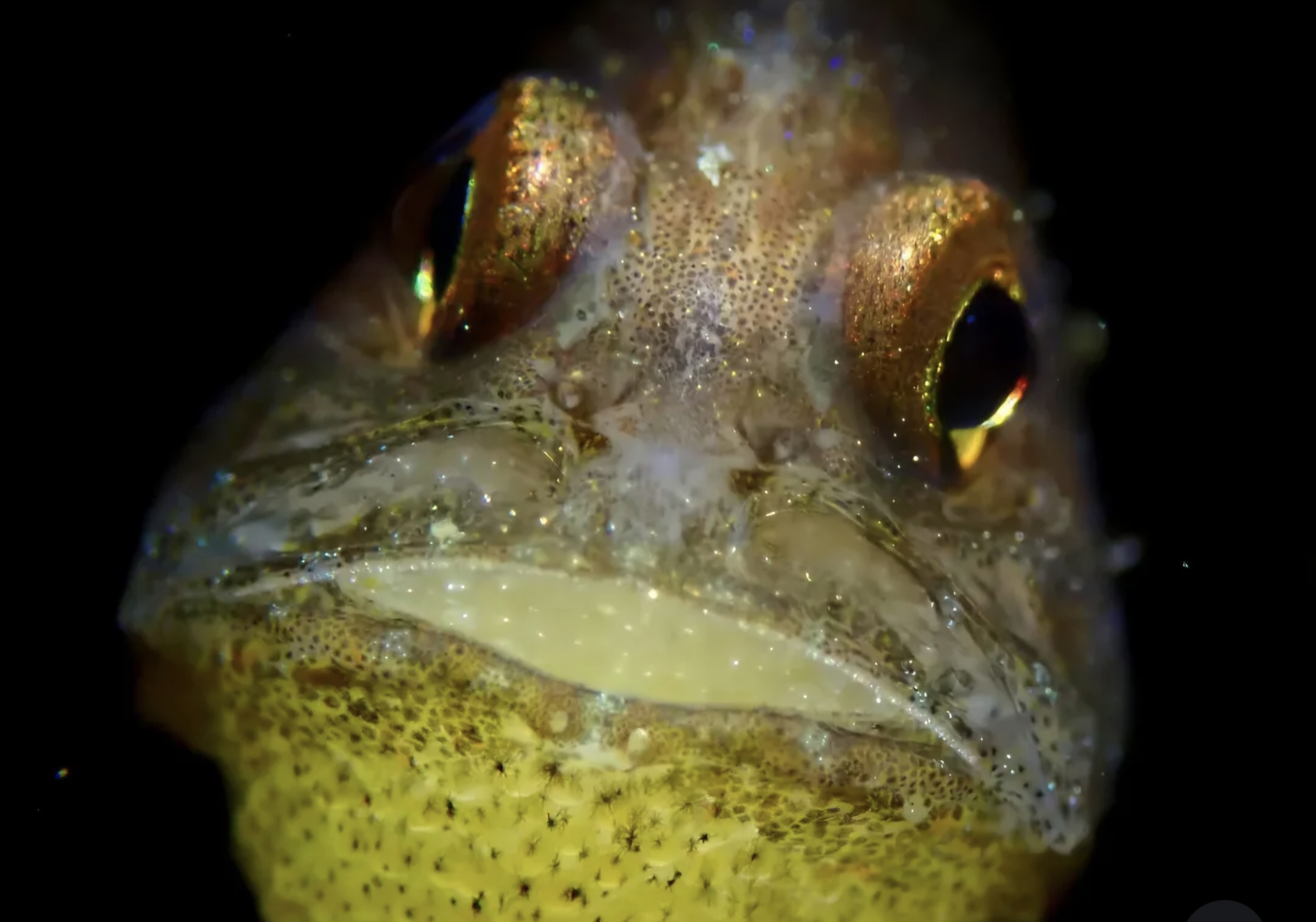 Night Dive Booking: Jawfish Encounter
