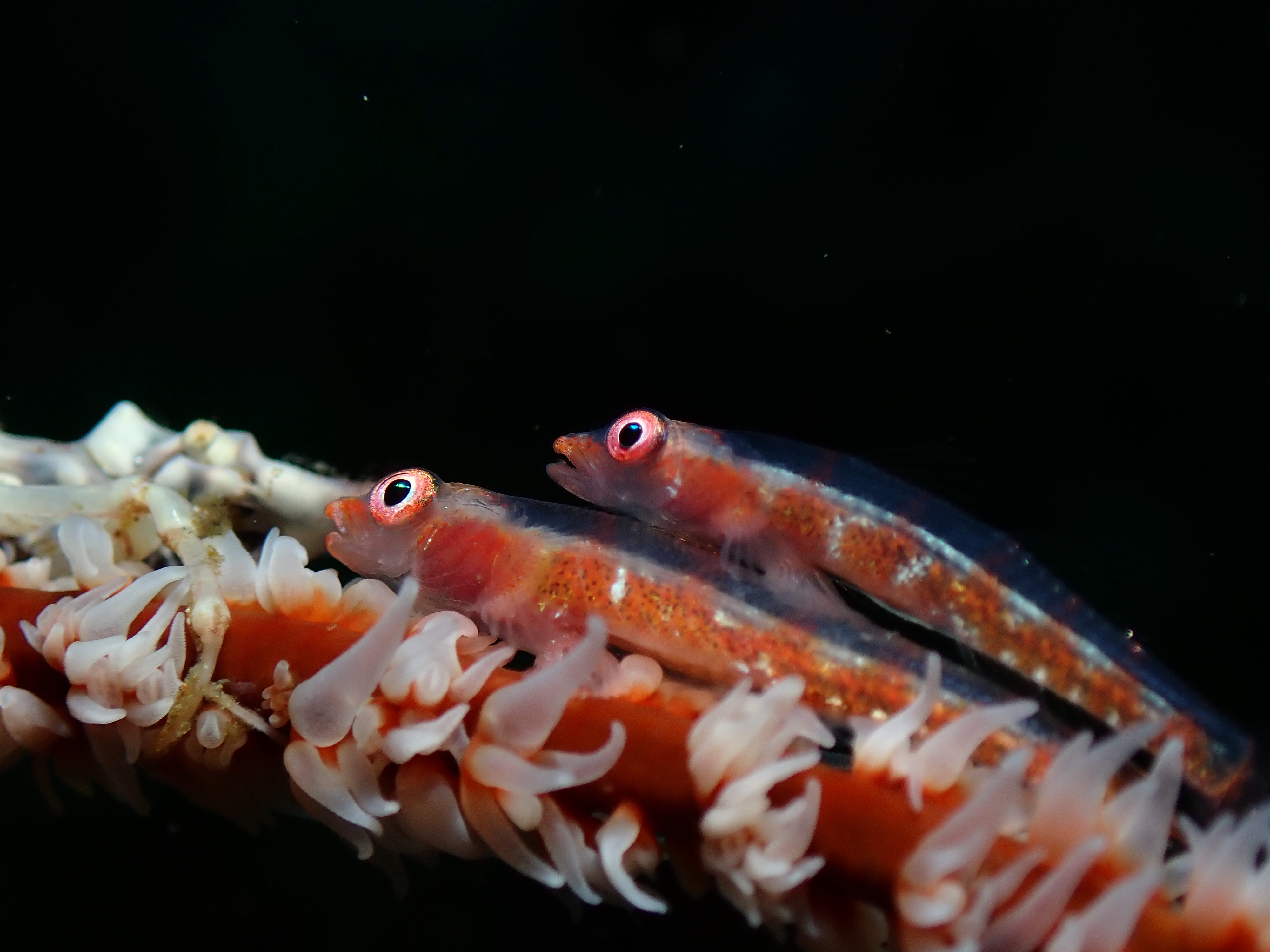 Underwater Macro Dive Tour