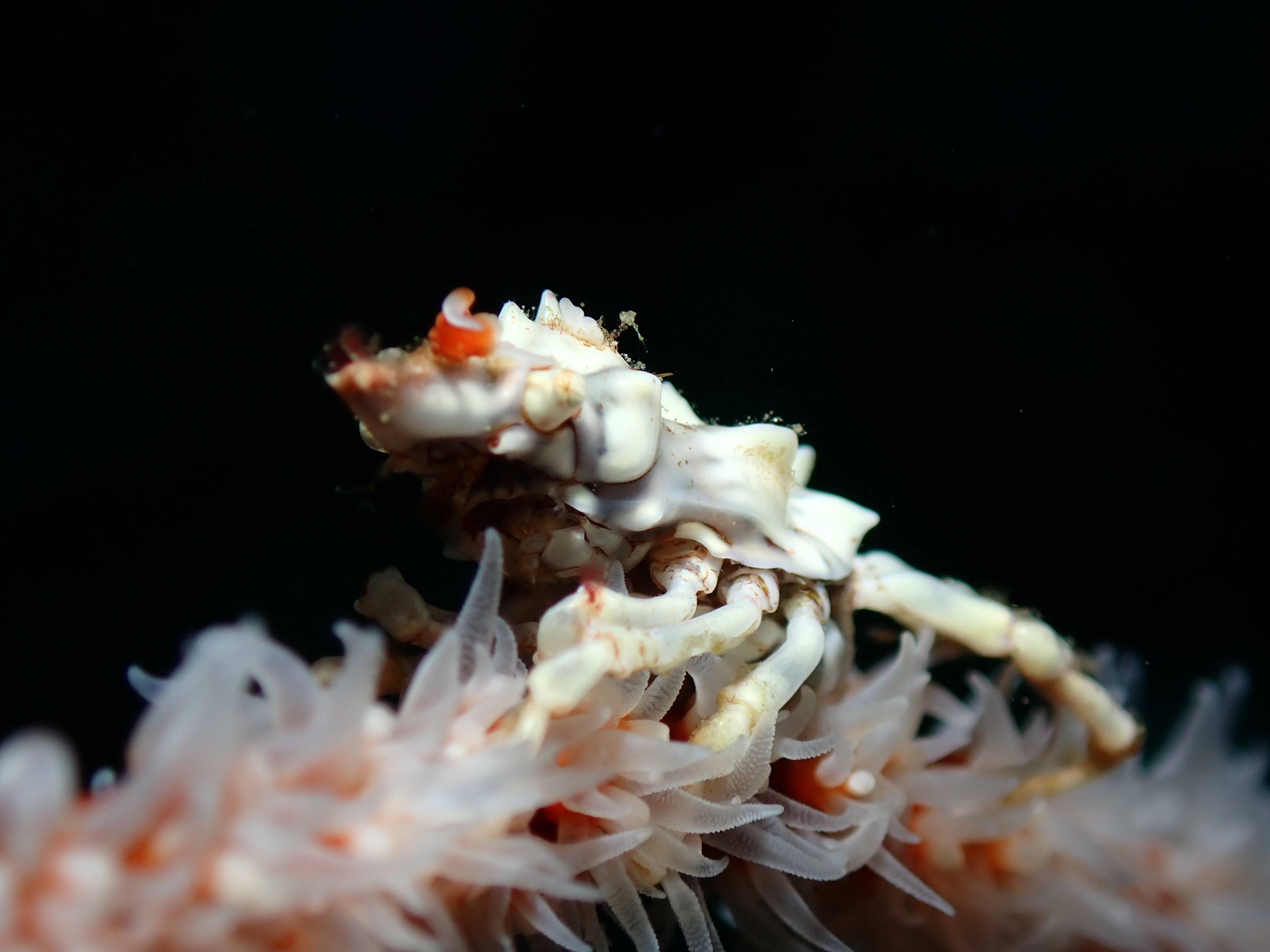 Coral Reef Diving Booking