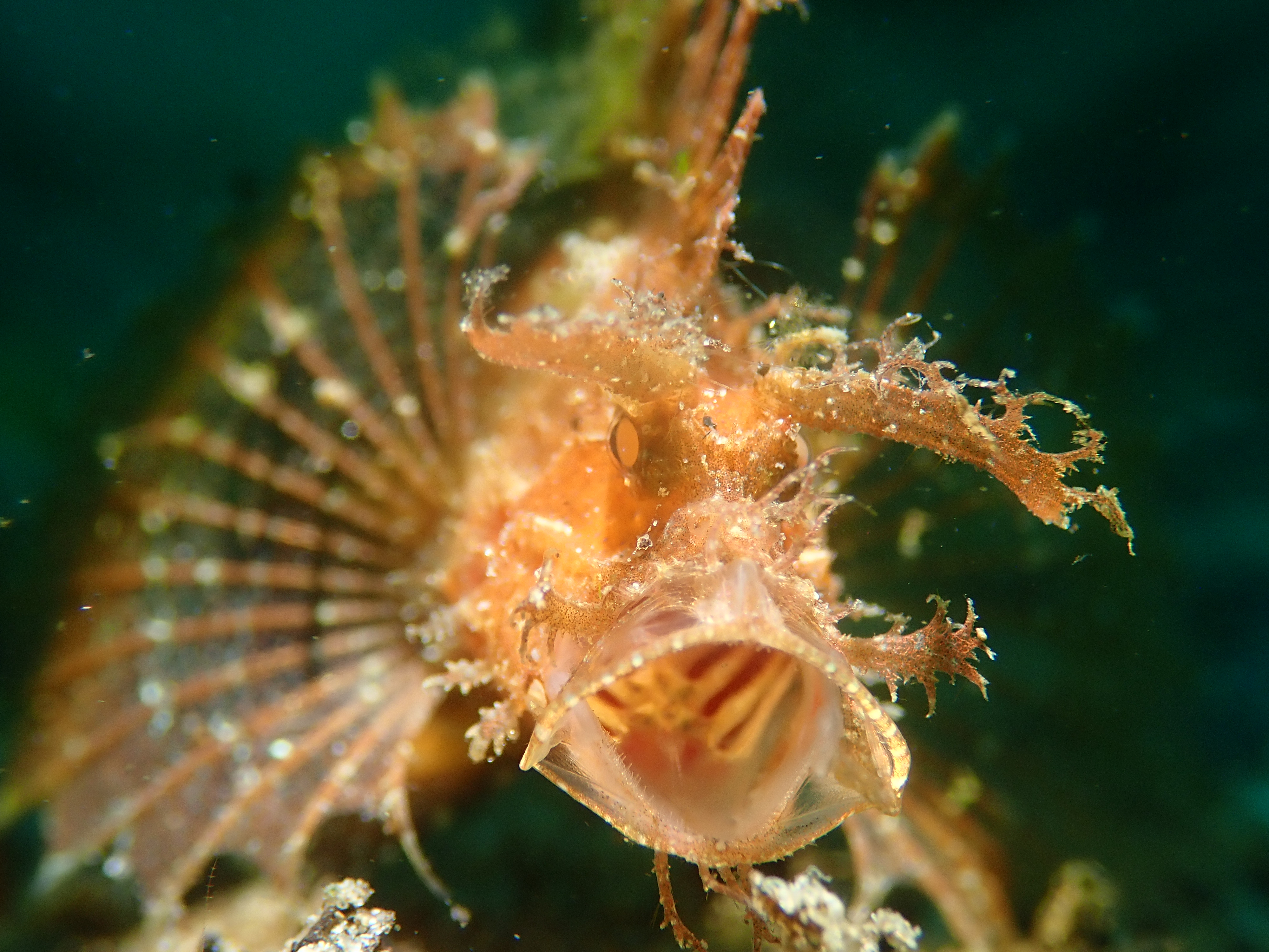Underwater life