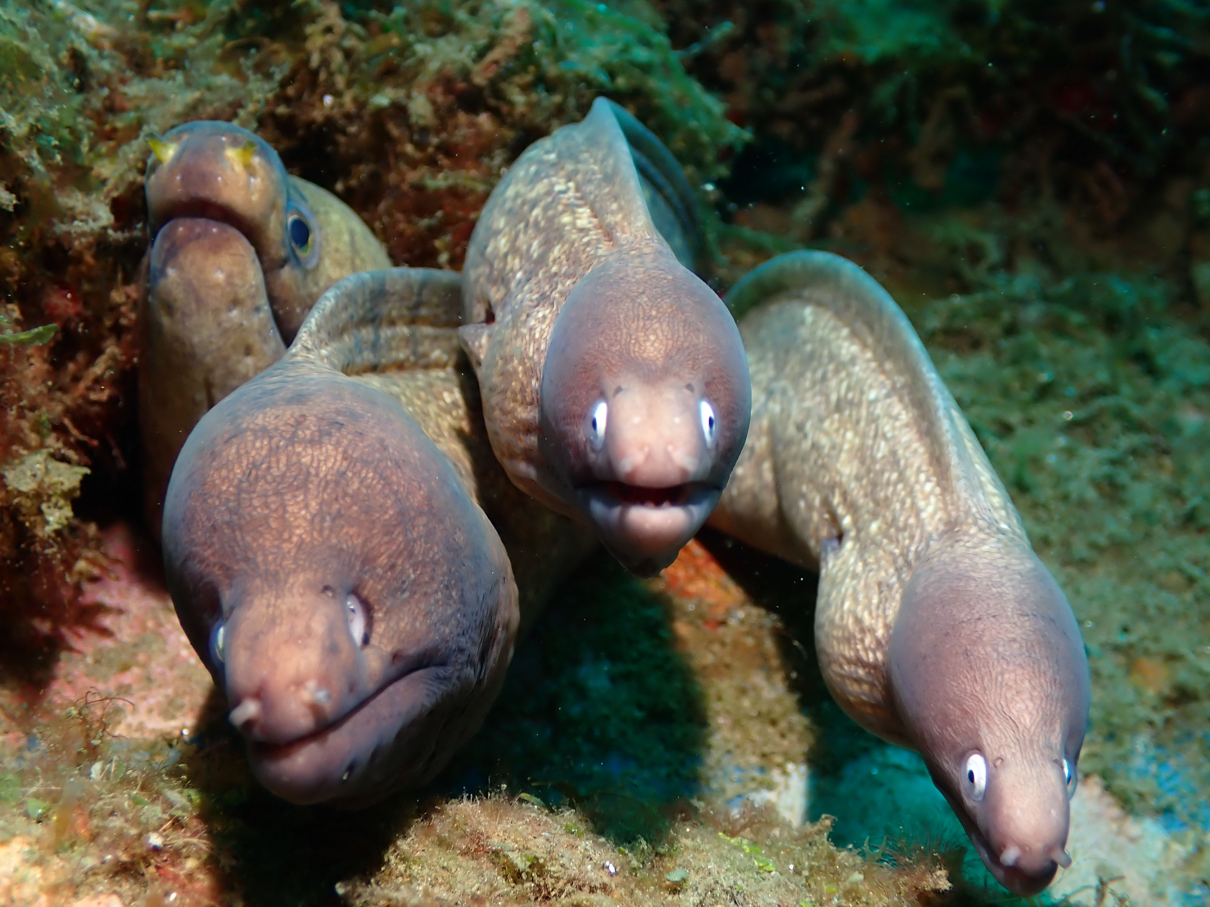 Moray Eel Diving Adventure