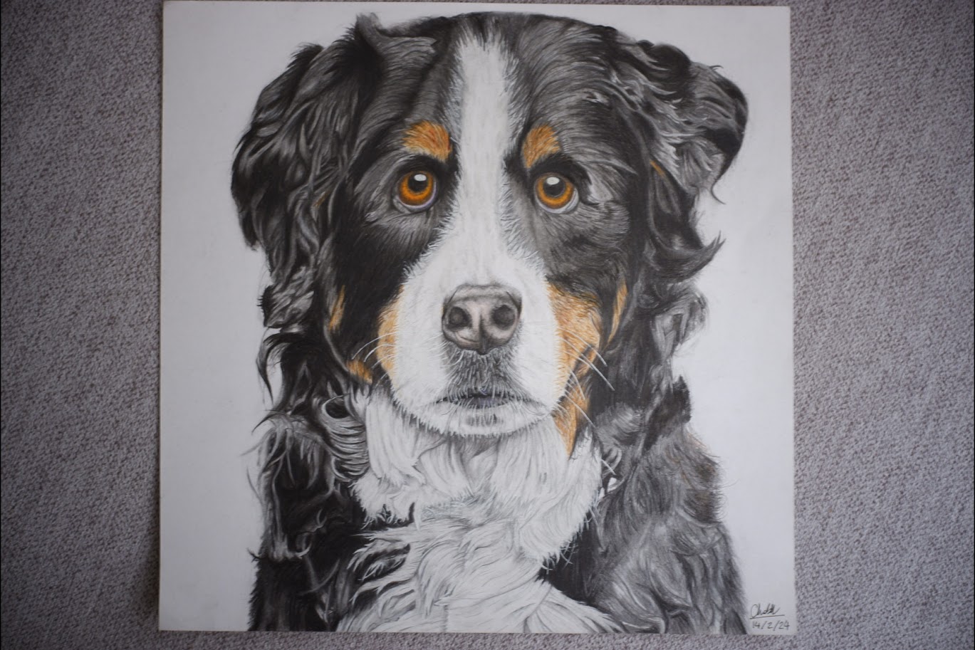 Bernese Mountain Dog Digital Portrait