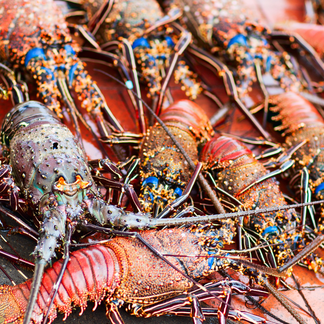 Lobster from Madagascar & Mauritius