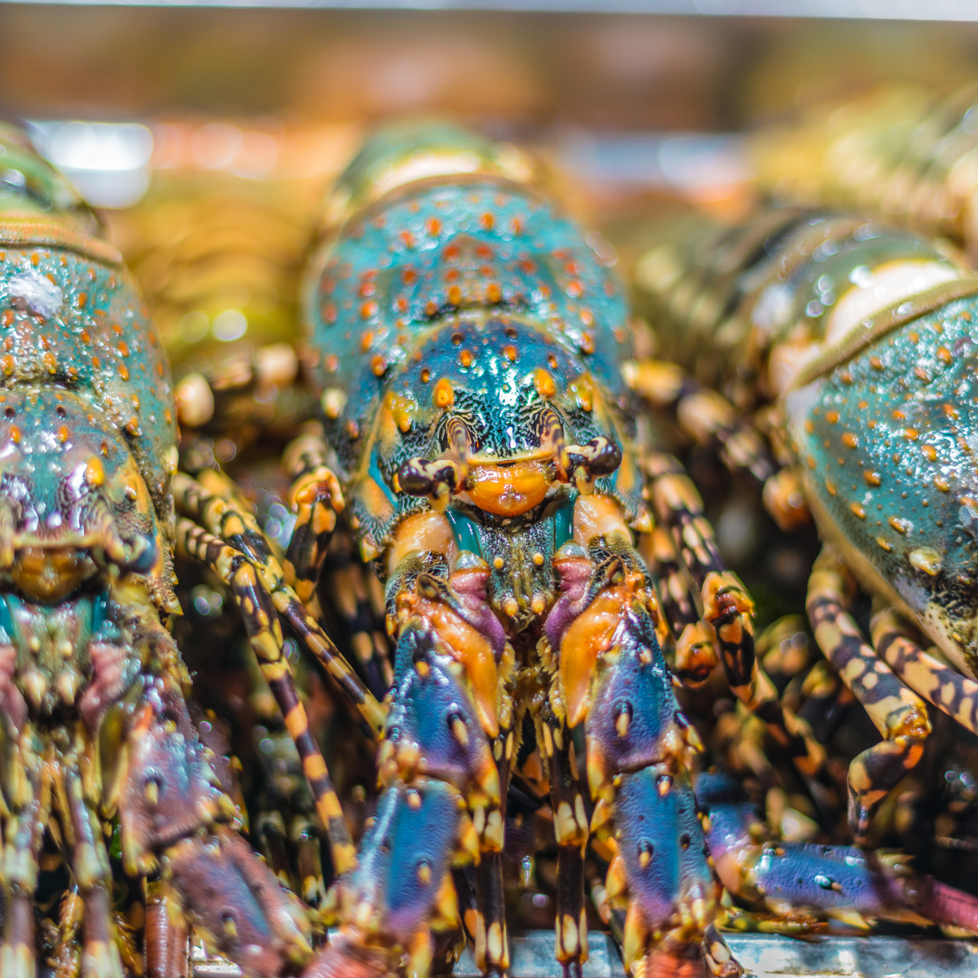 Lobster from Madagascar & Mauritius