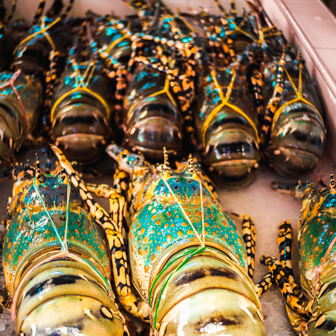 Lobster from Madagascar & Mauritius