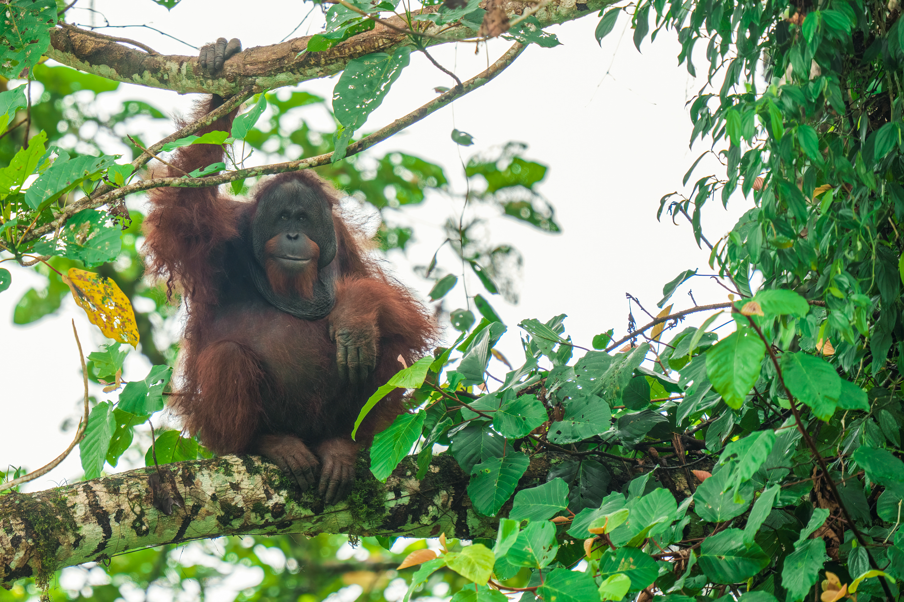 Fotografie reis Borneo