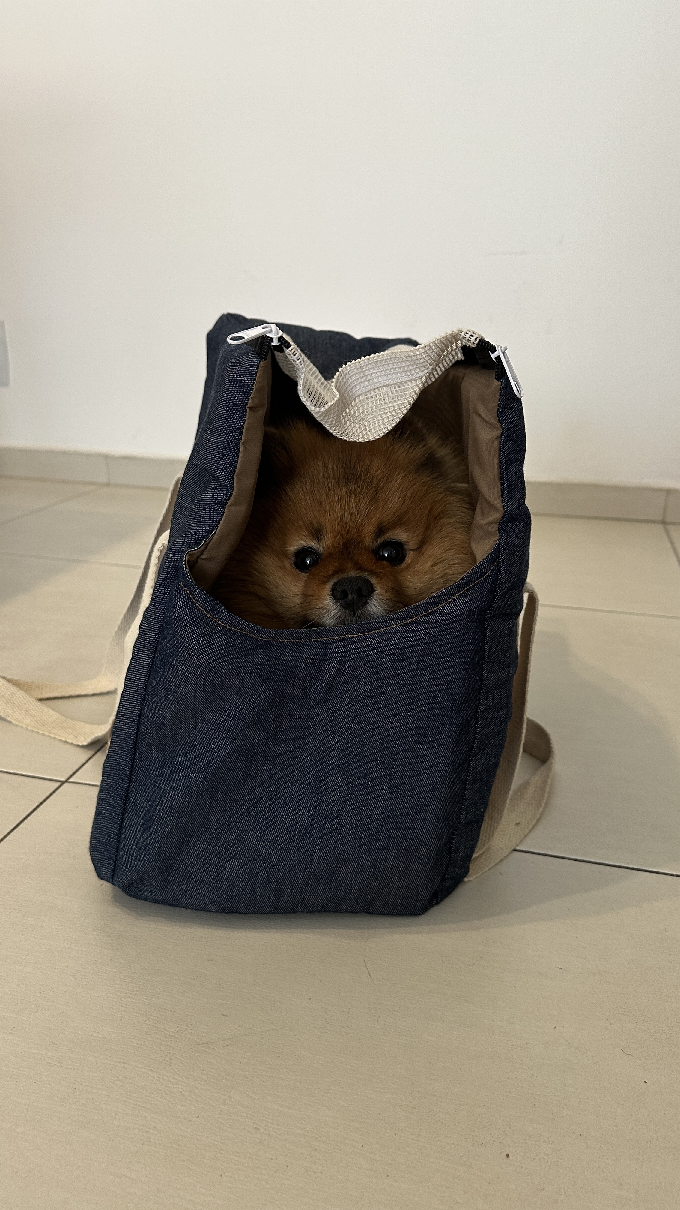 BOLSA TRANSPORTE  CACHORRO PEQUENO - PITOCO FICA
