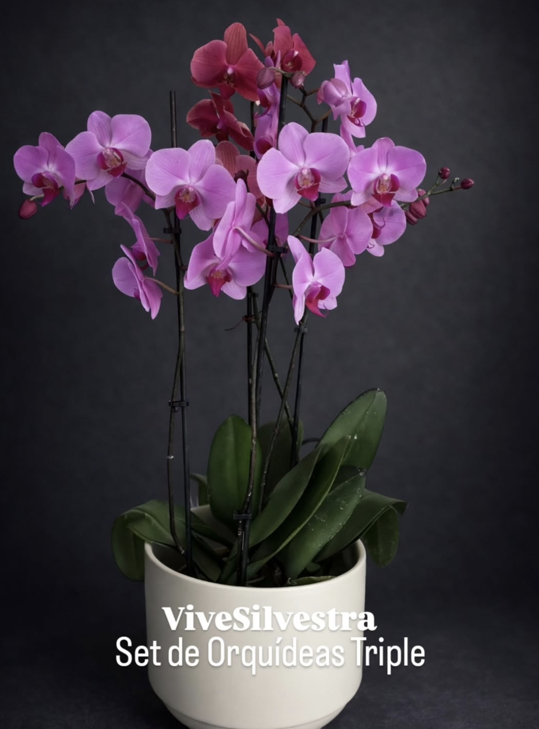 Set Triple de Orquídeas