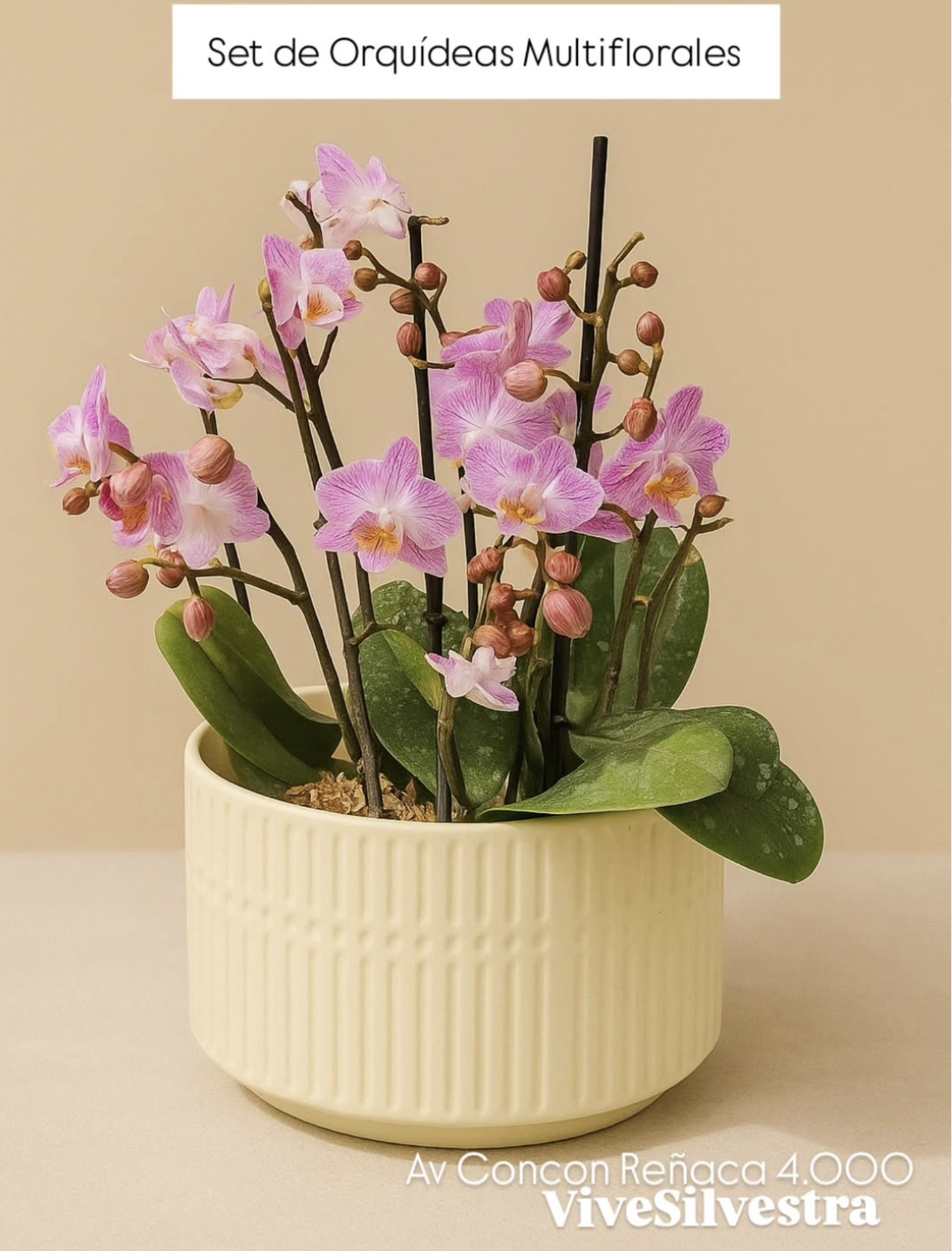 Set de Orquídeas Multiflorales