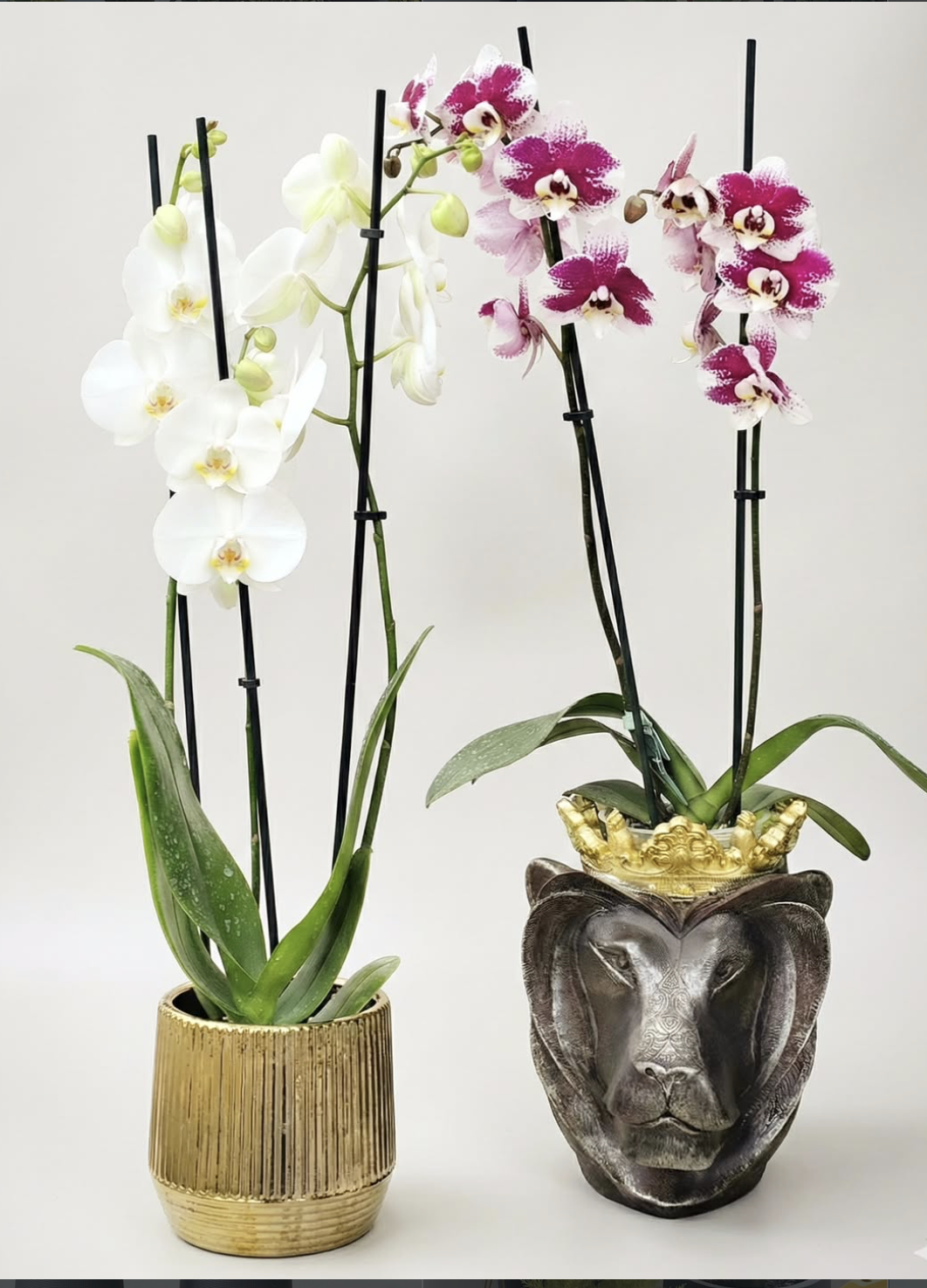 Orquídeas en Macetas Decorativas