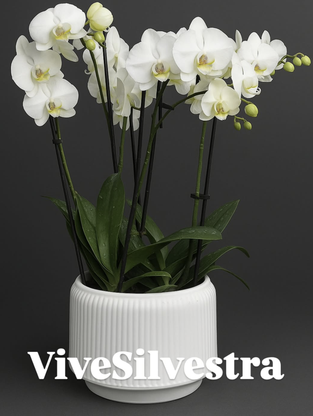 Orquídea Phalaenopsis Blanca
