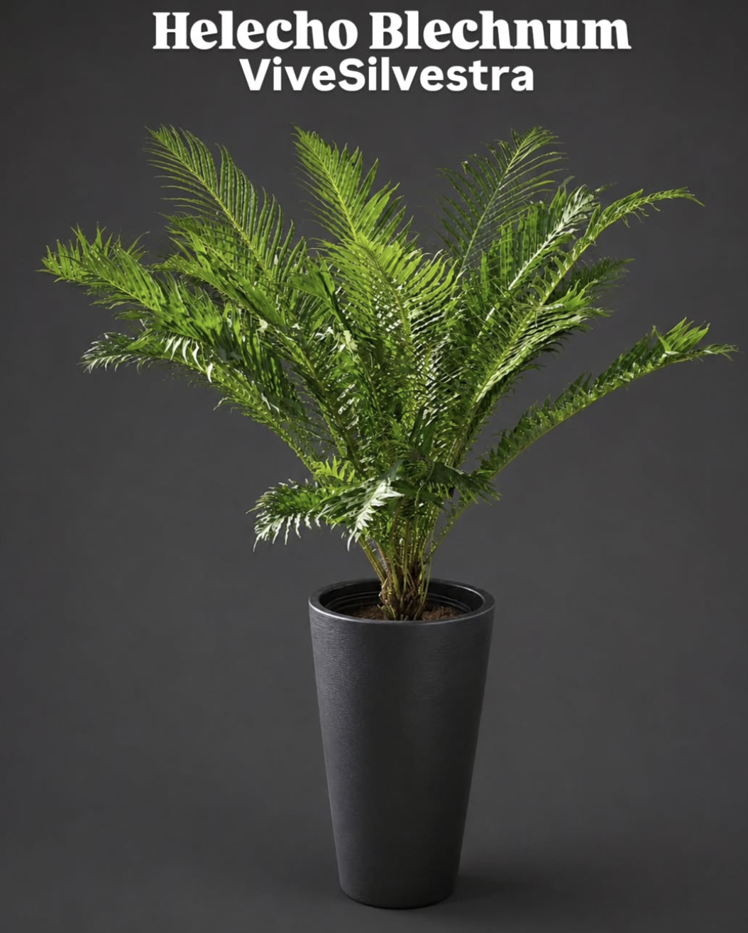 Helecho Blechnum
