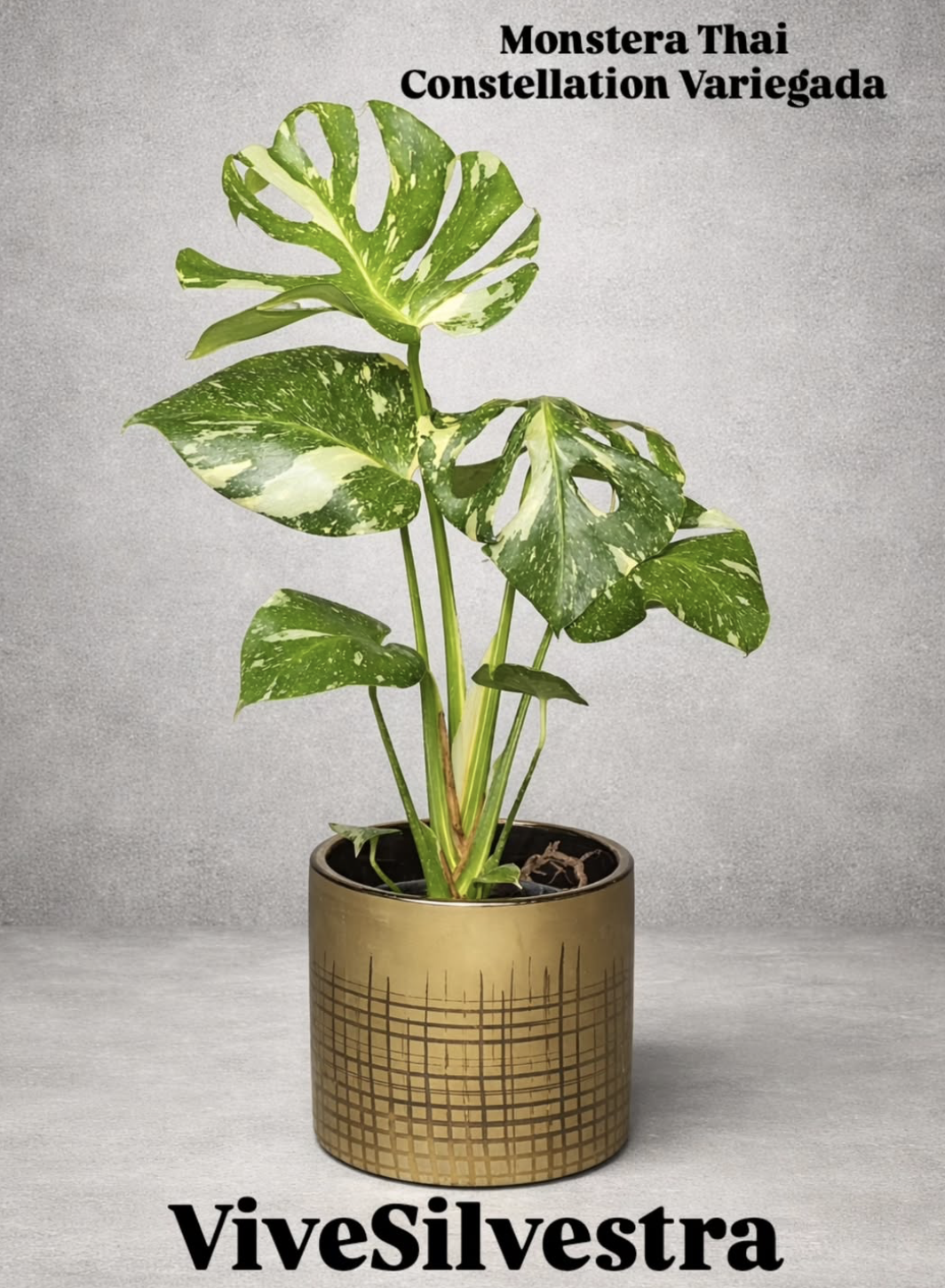 Monstera Thai Constellation Variegada