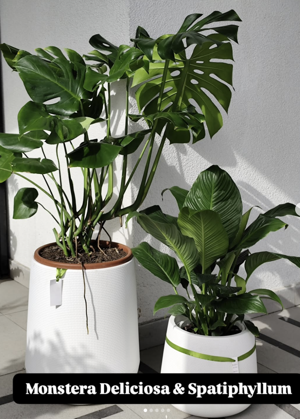 Monstera Deliciosa y Spathiphyllum