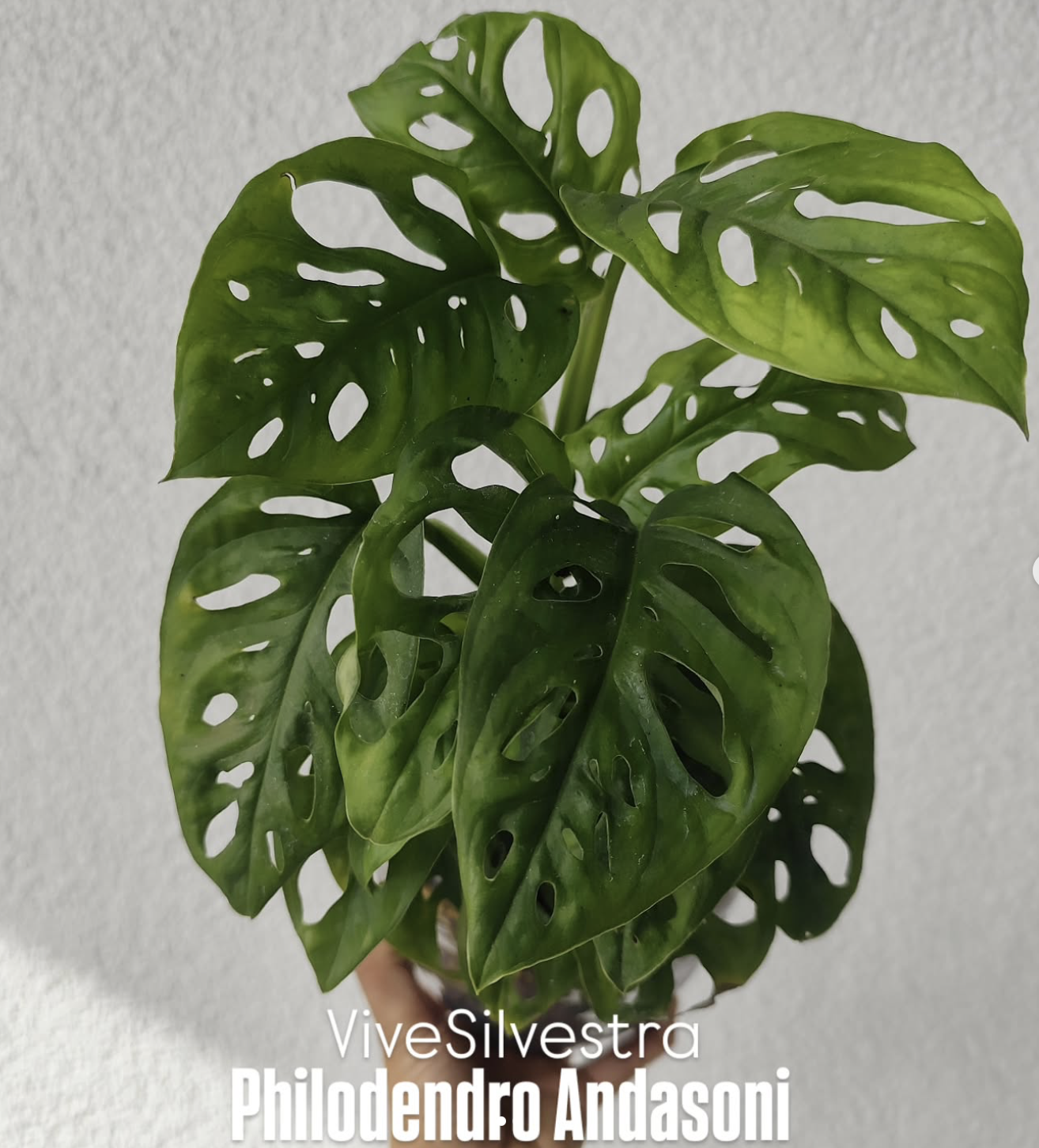 Monstera Andasoni