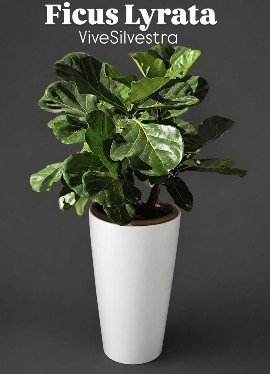 Ficus Lyrata