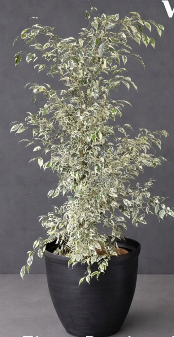 Ficus Benjamina Variegado