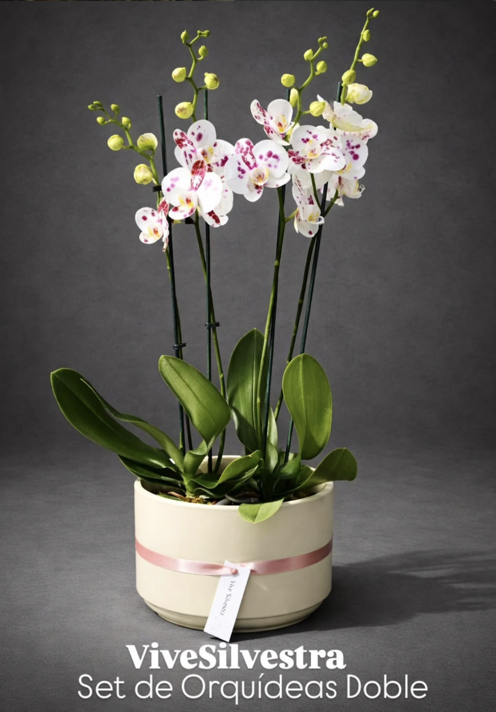 Set de Orquídeas Clásicas Doble