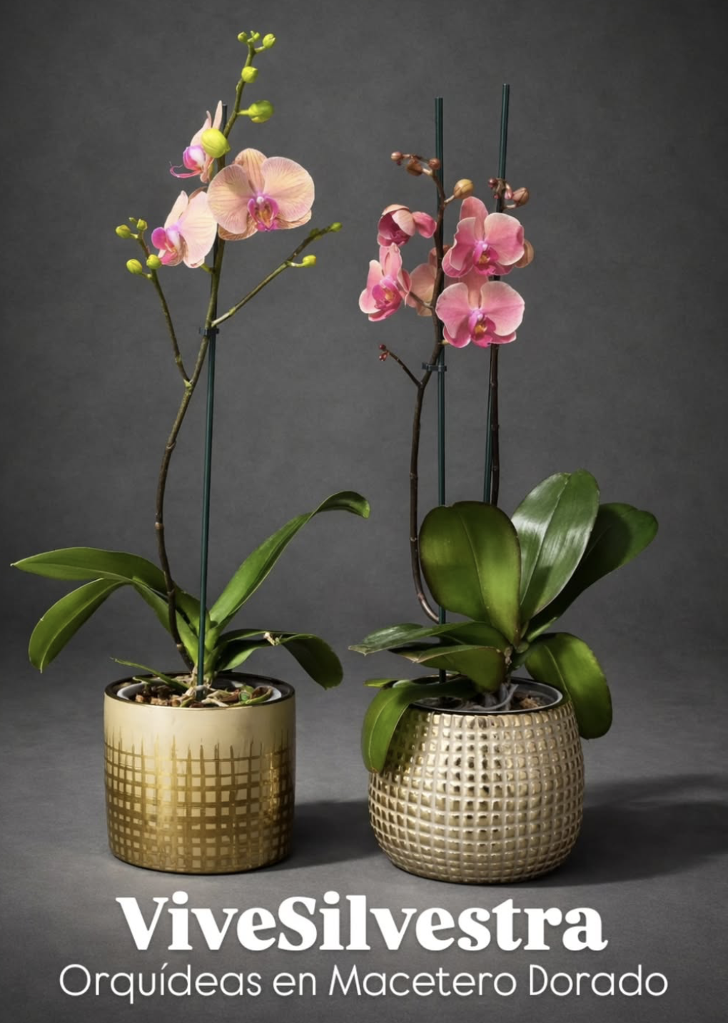 Orquídeas en Macetero Dorado
