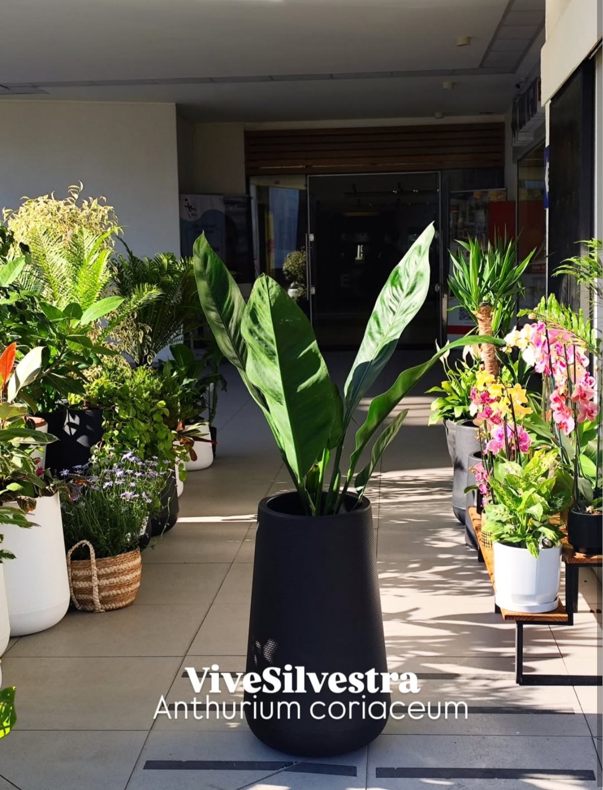 Anthurium coriaceum XXL 