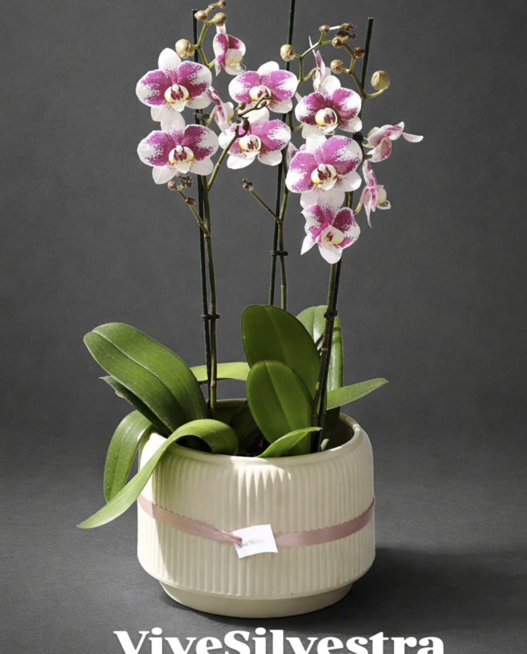 Set de Orquídea Clásica Triple en Macetero Decorativo