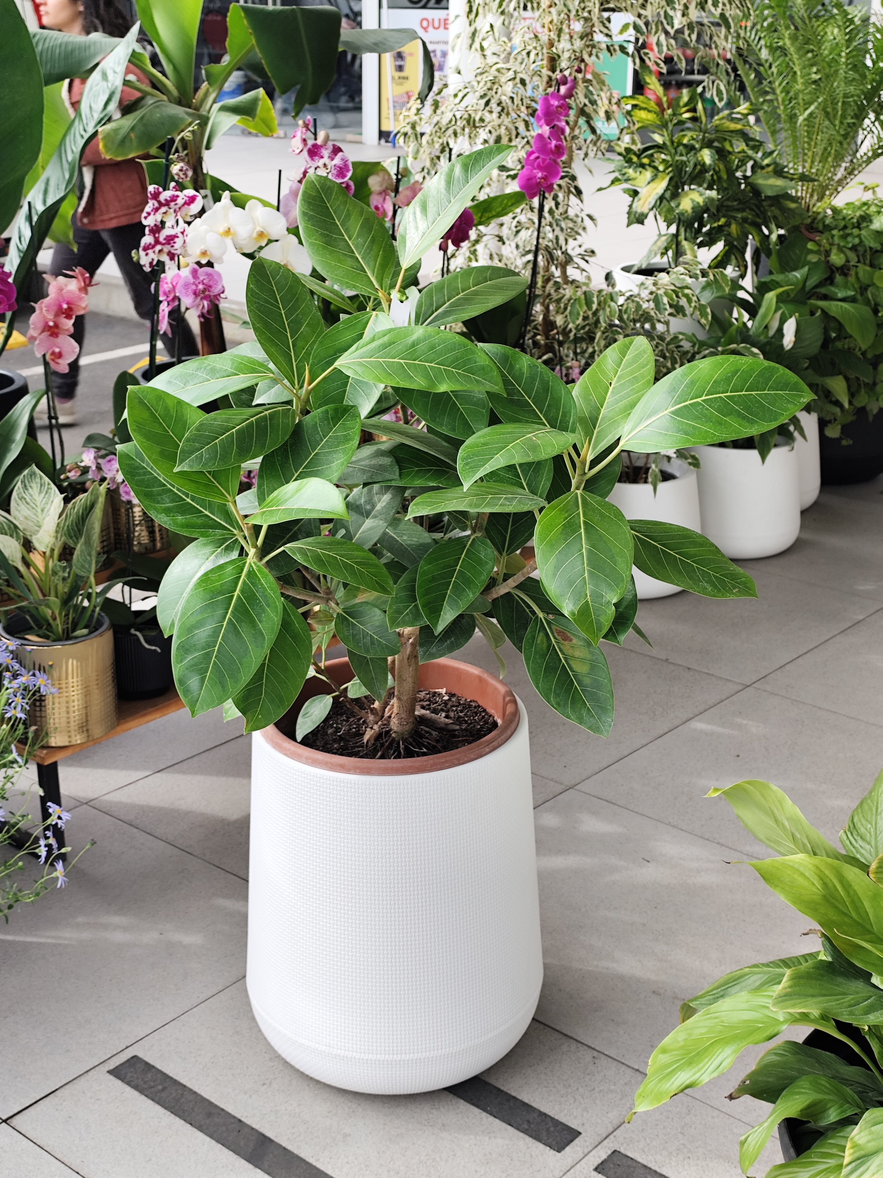 Ficus Altísima & Macetero doble fondo blanco
