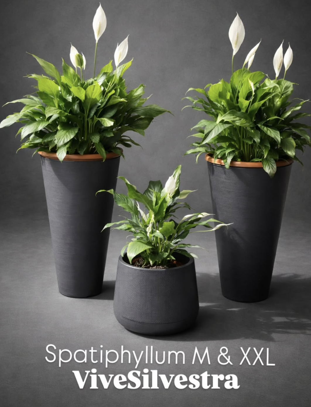 Spatipfillium M & XXL