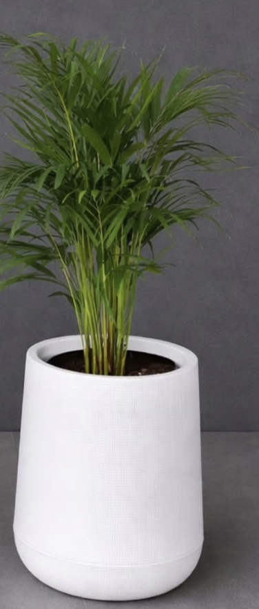 Palma Areca en maceta
