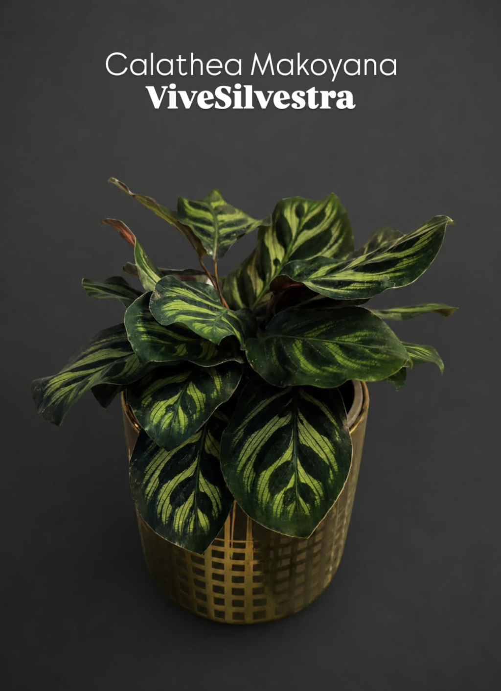 Calathea Makoyana