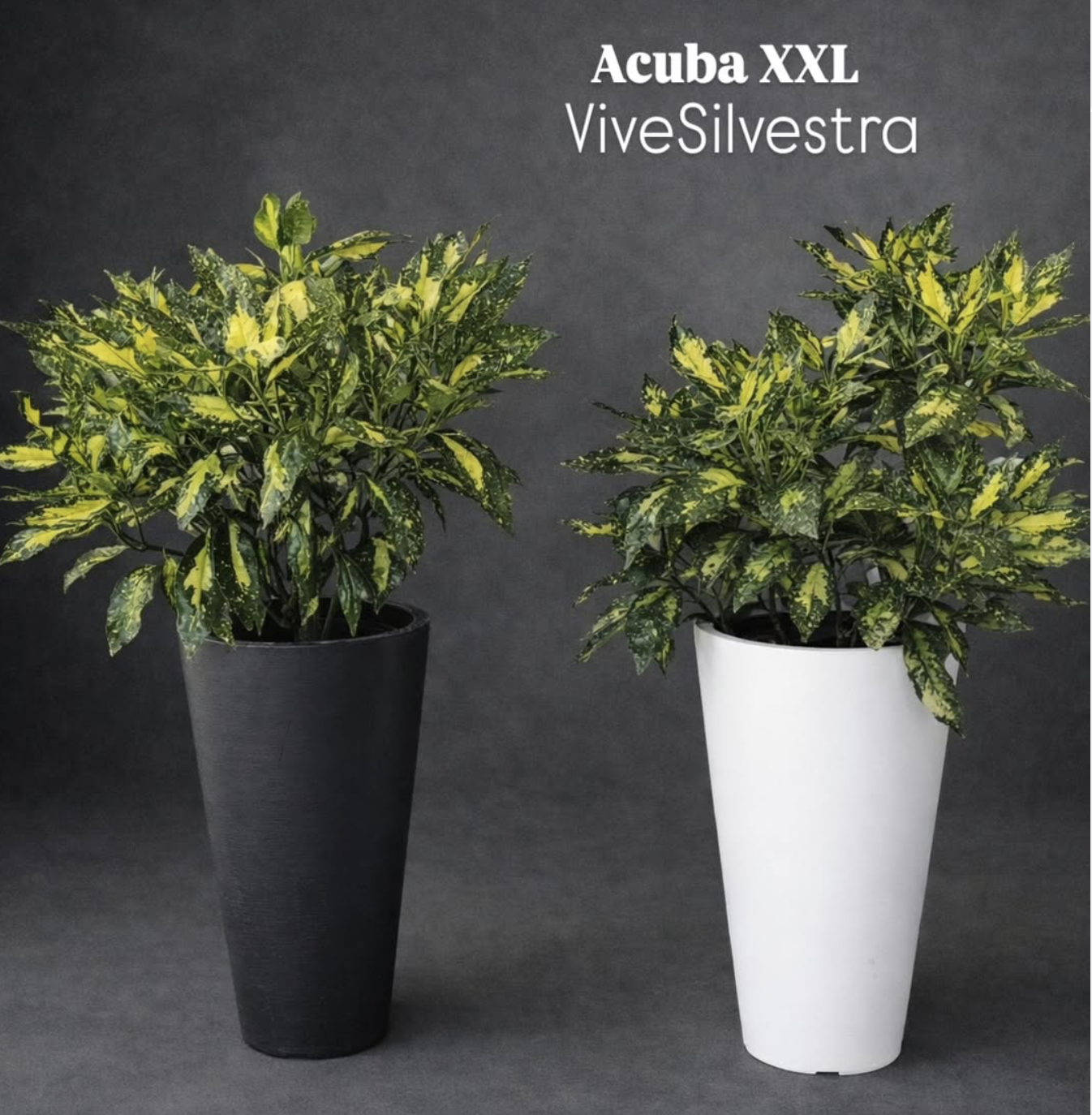 Acuba XXL