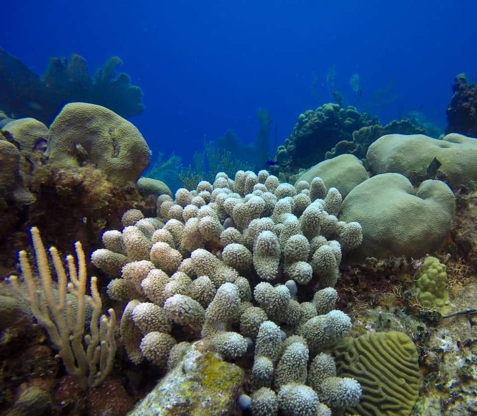 Catalina Snorkling Trips
