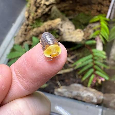 Rubber Ducky Isopods - 6 Count