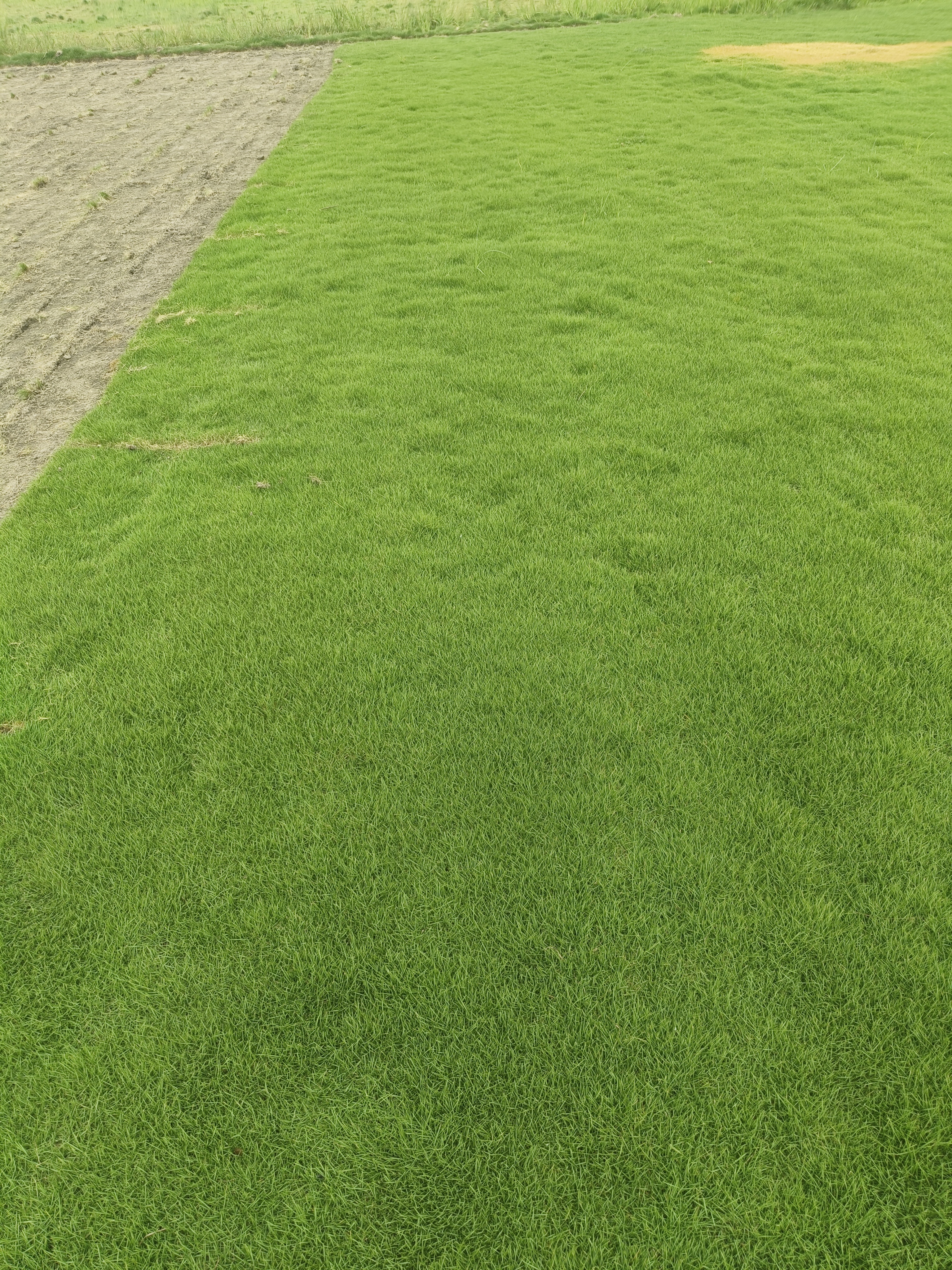 Natural Lawn Grass in Delhi