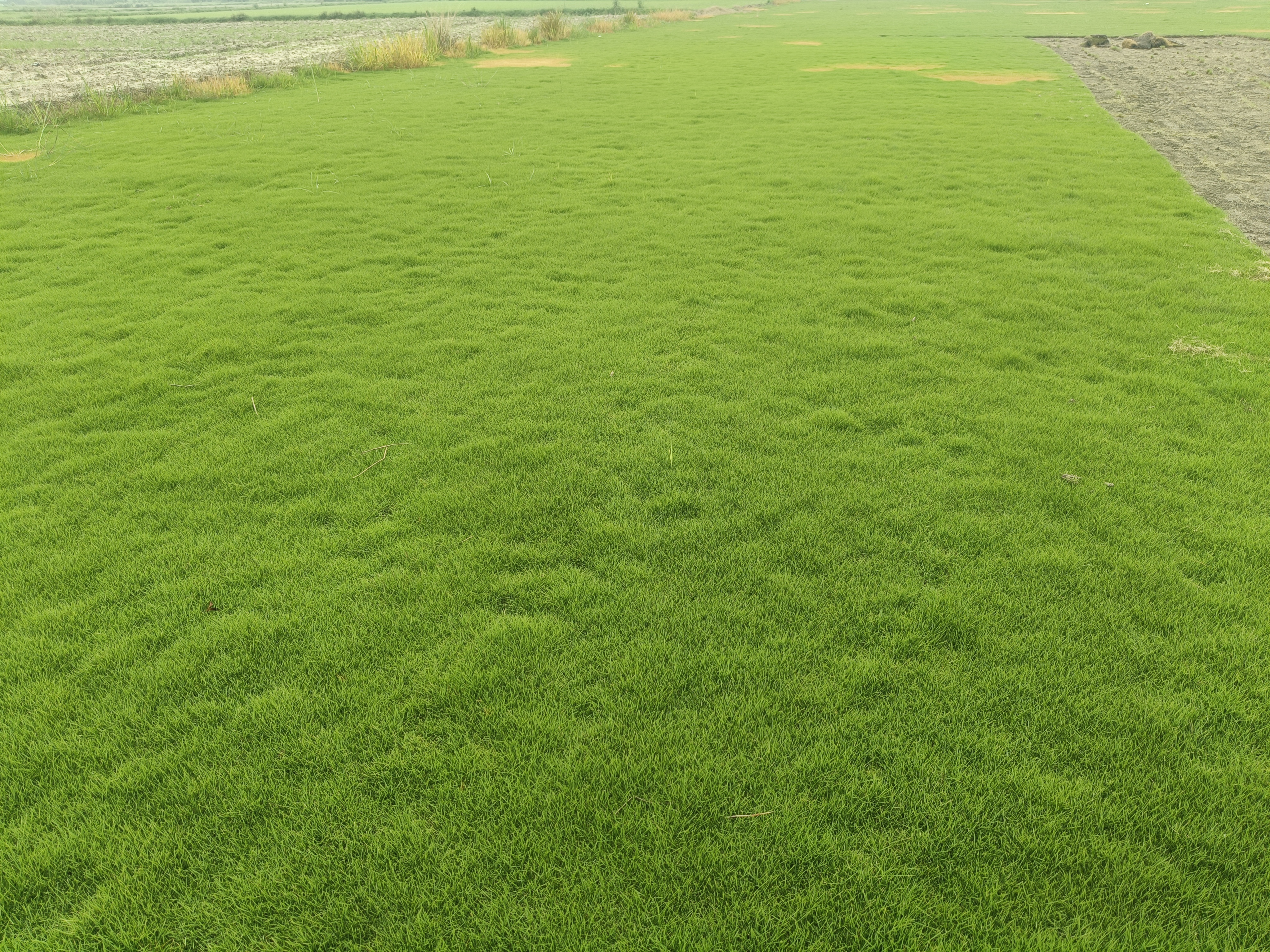 Natural Lawn Grass in Delhi